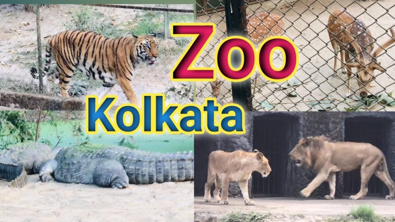 Zoo || Kolkata || Alipore Zoo