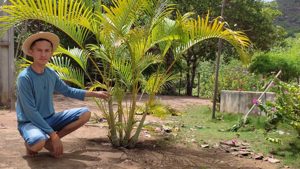 Como podar ARECA BAMBU - cresce 5 vezes mais linda