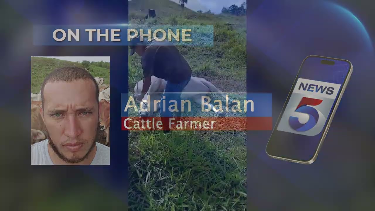 Cayo Ranchers Hit Hard by Cattle Deaths 16; BAHA Confirms Cause