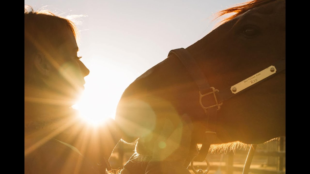 The True Horse Connection - Being open knowing when a horse is try to connect with you.