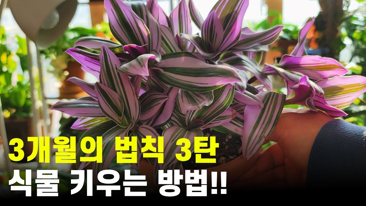 3개월의 법칙 3탄!! 식물 잘 키우는 방법은?