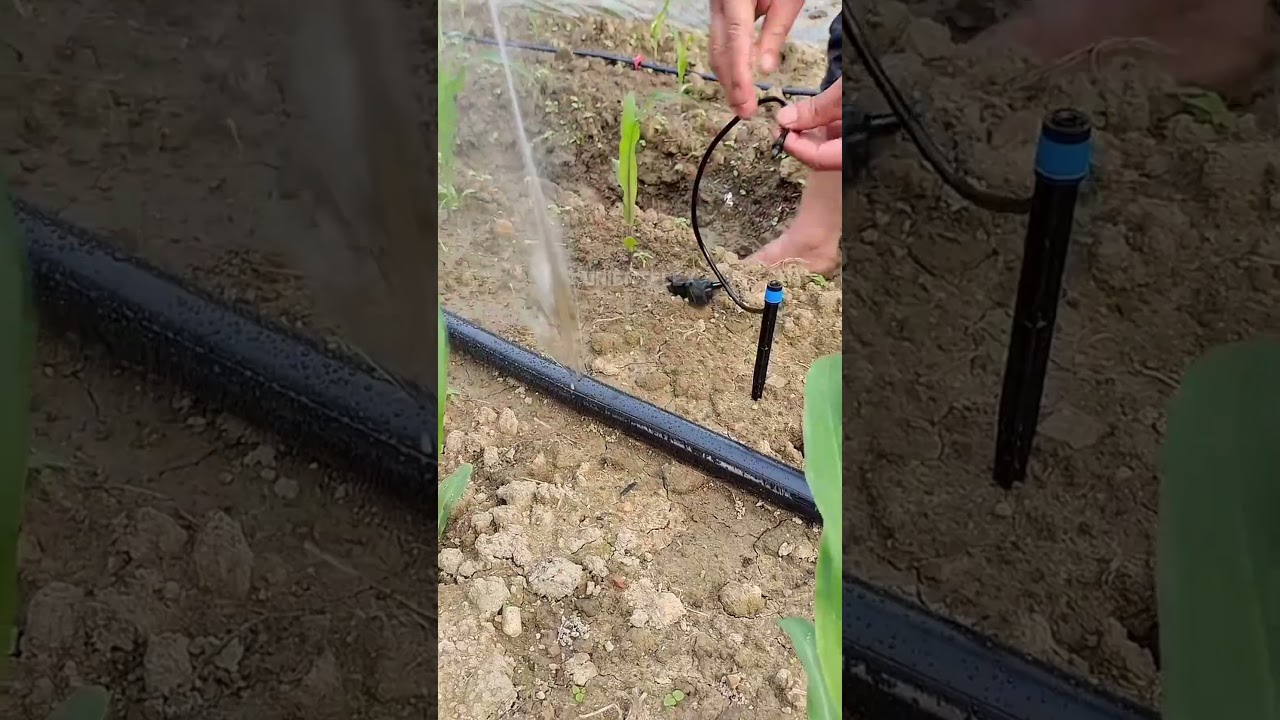 sprinkler valve water sprinkler system raft sprinkler #shorts #ytshorts #field #agriculture #soil