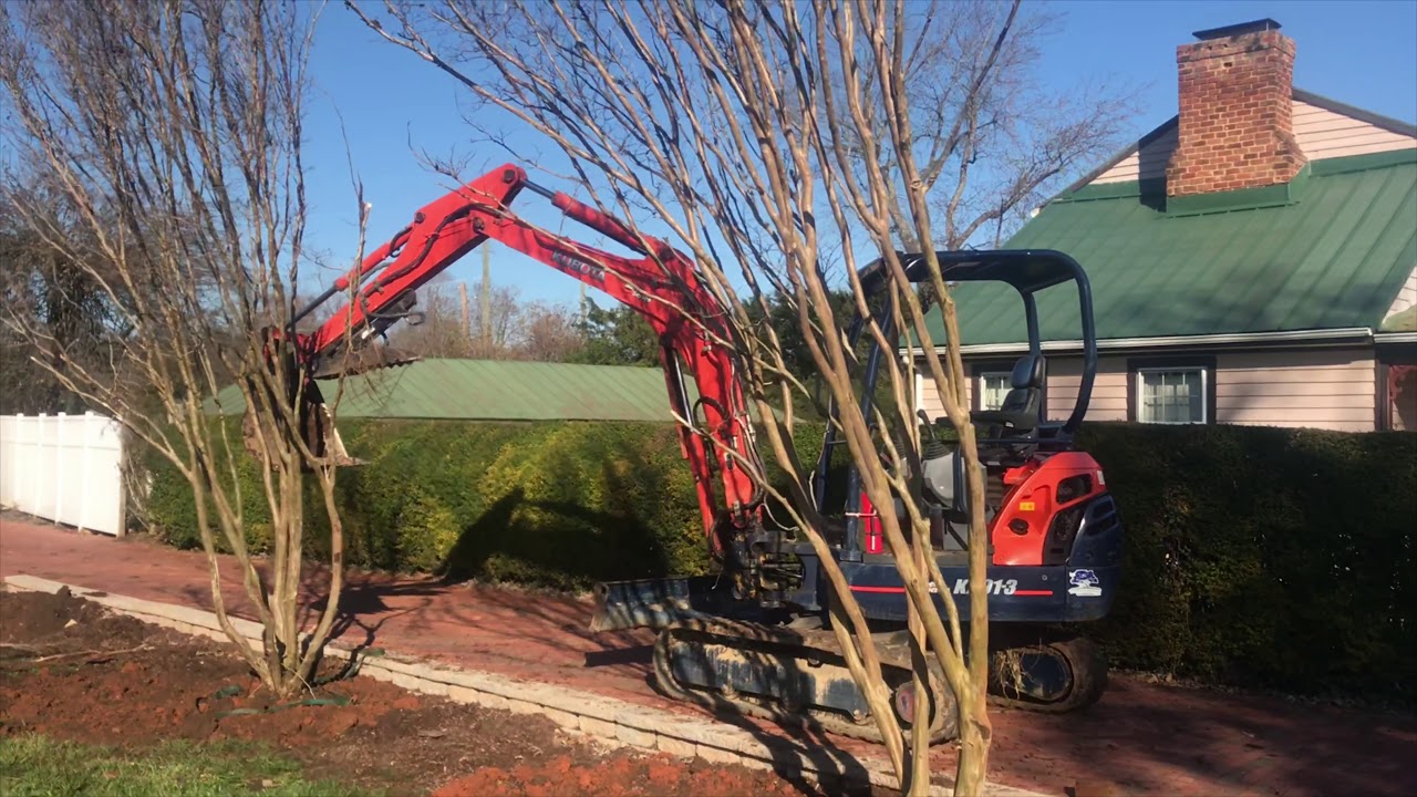 Moving large crape myrtles