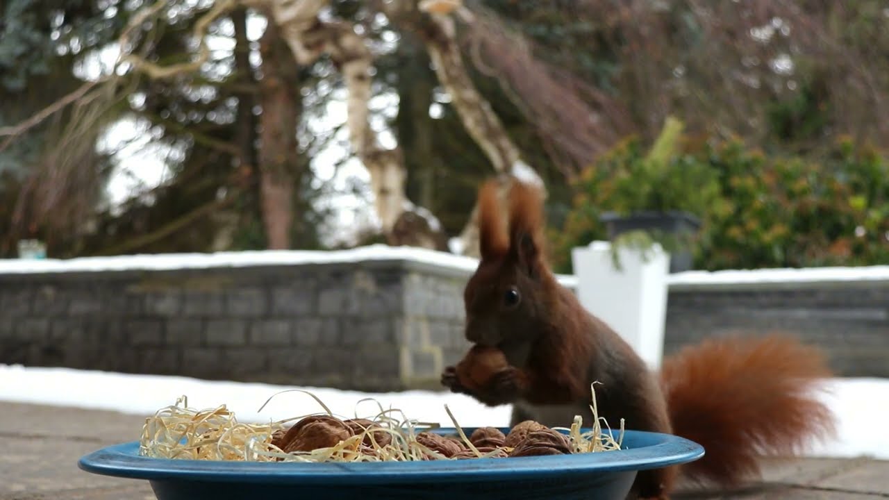 🐿️ A Quick Snack Run! Squirrel Grabs a Nut and Dashes Off