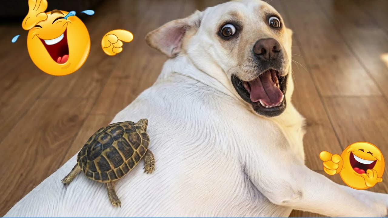 Best Of The Funny Animal Videos 😹🐶 The Funniest Dog Moments Compilation🐾 #FunnyDogs #FunnyCats #cat