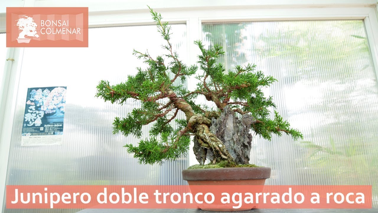 Junipero doble tronco agarrado a roca - Bonsai Colmenar