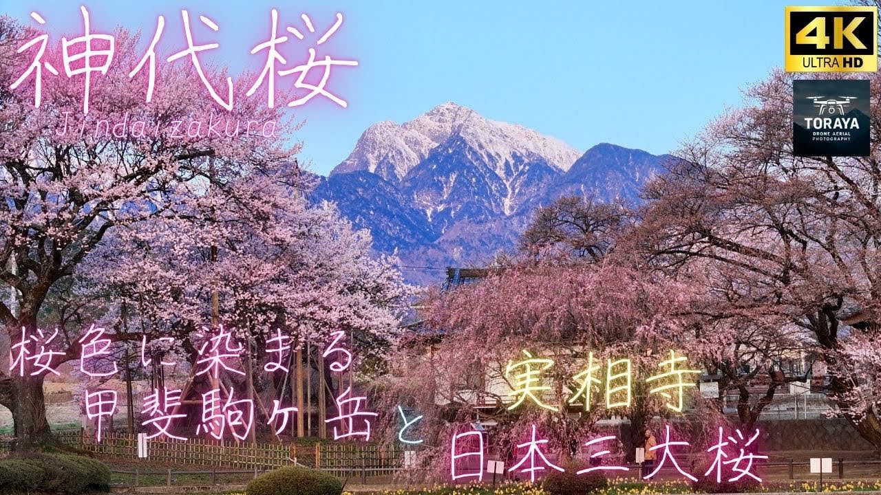 神代桜(日本三大桜) ~実相寺~ ドローン空撮 [4K] 桜色に染まる甲斐駒ヶ岳 と神代桜