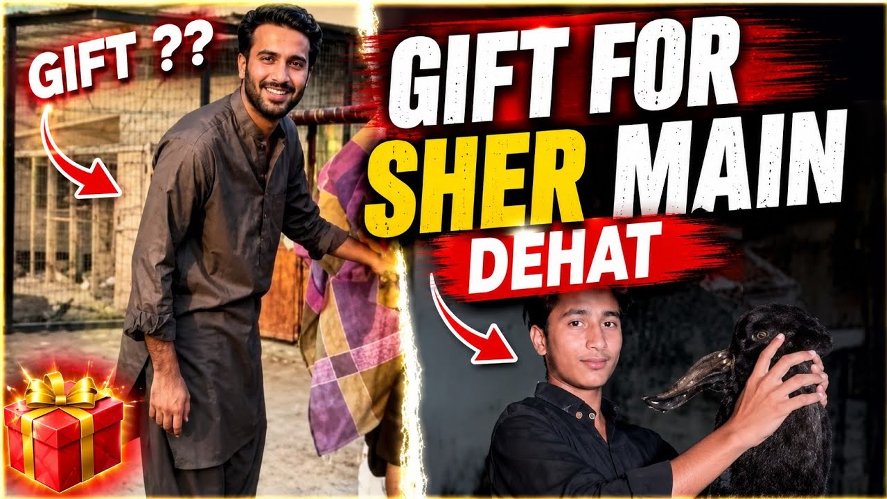 TURAB bhi ko German shepherd ka puppy give kry 😀?sher main dehat 