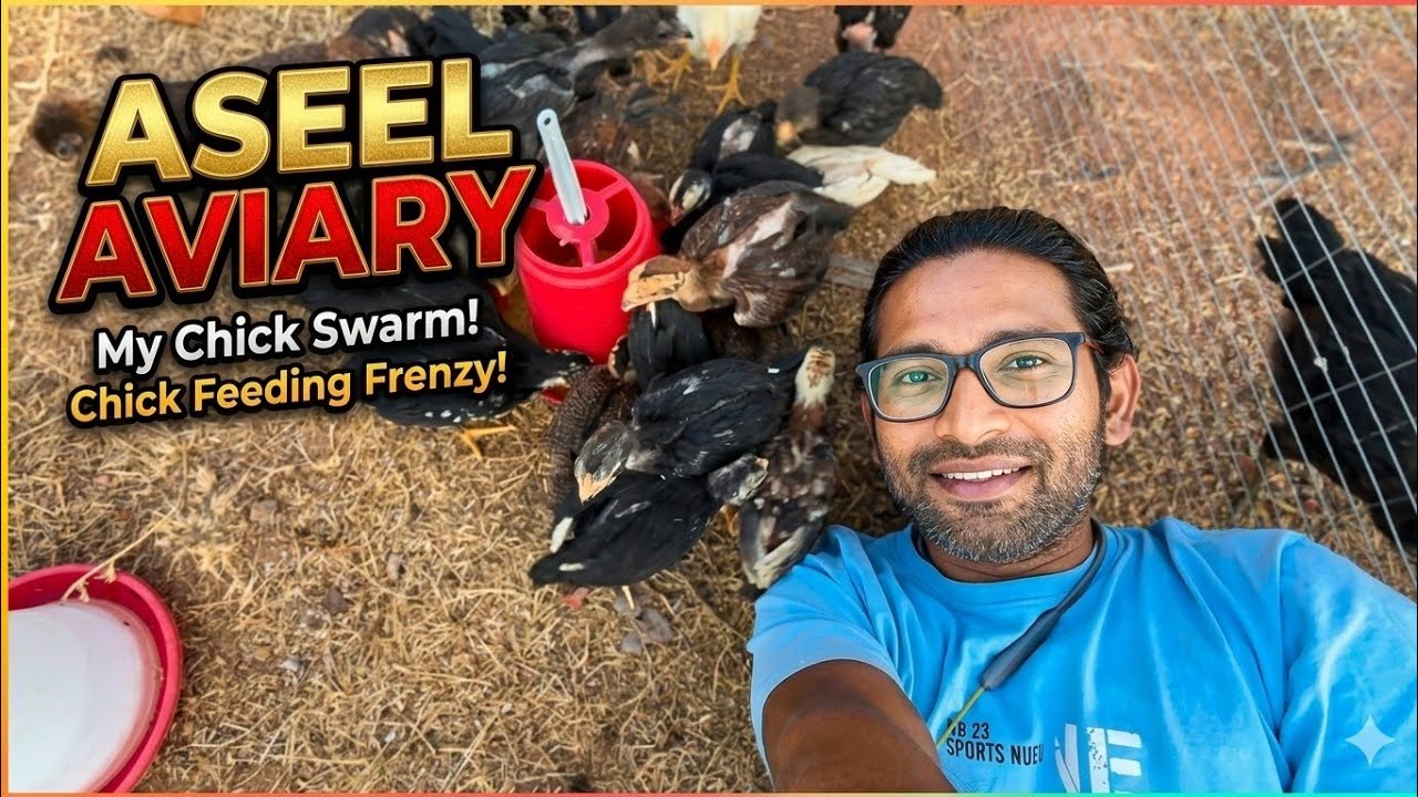 Aseel Chujjo Ko Aseel Aviary Me Dal Diya || Available For