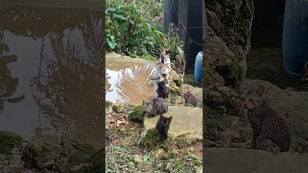 #catvideos  #catsworld 