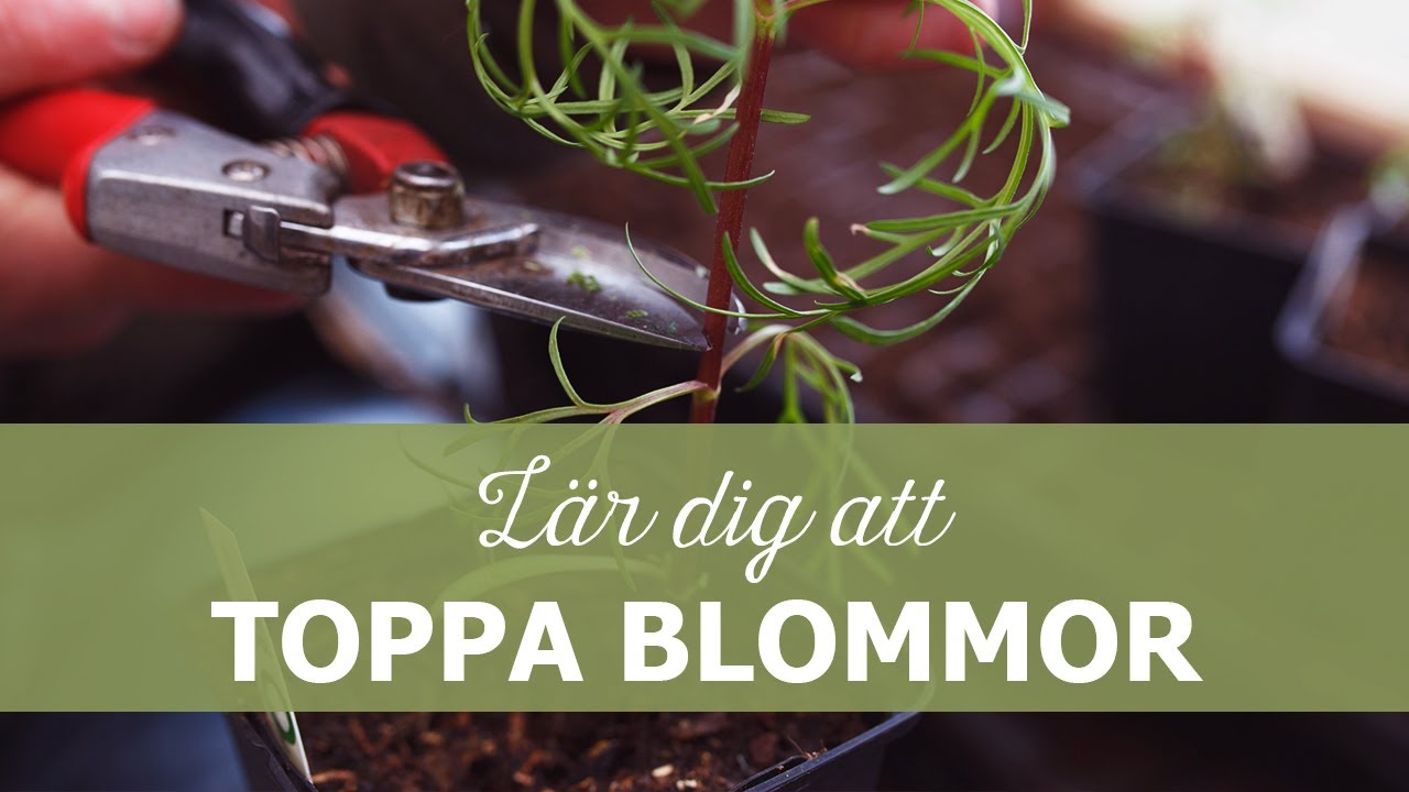 Toppa sommarblommor till trädgården