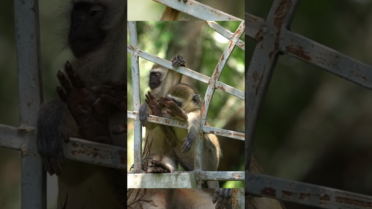 Taking a Sunbath | Monkeys with Dirty Feet 