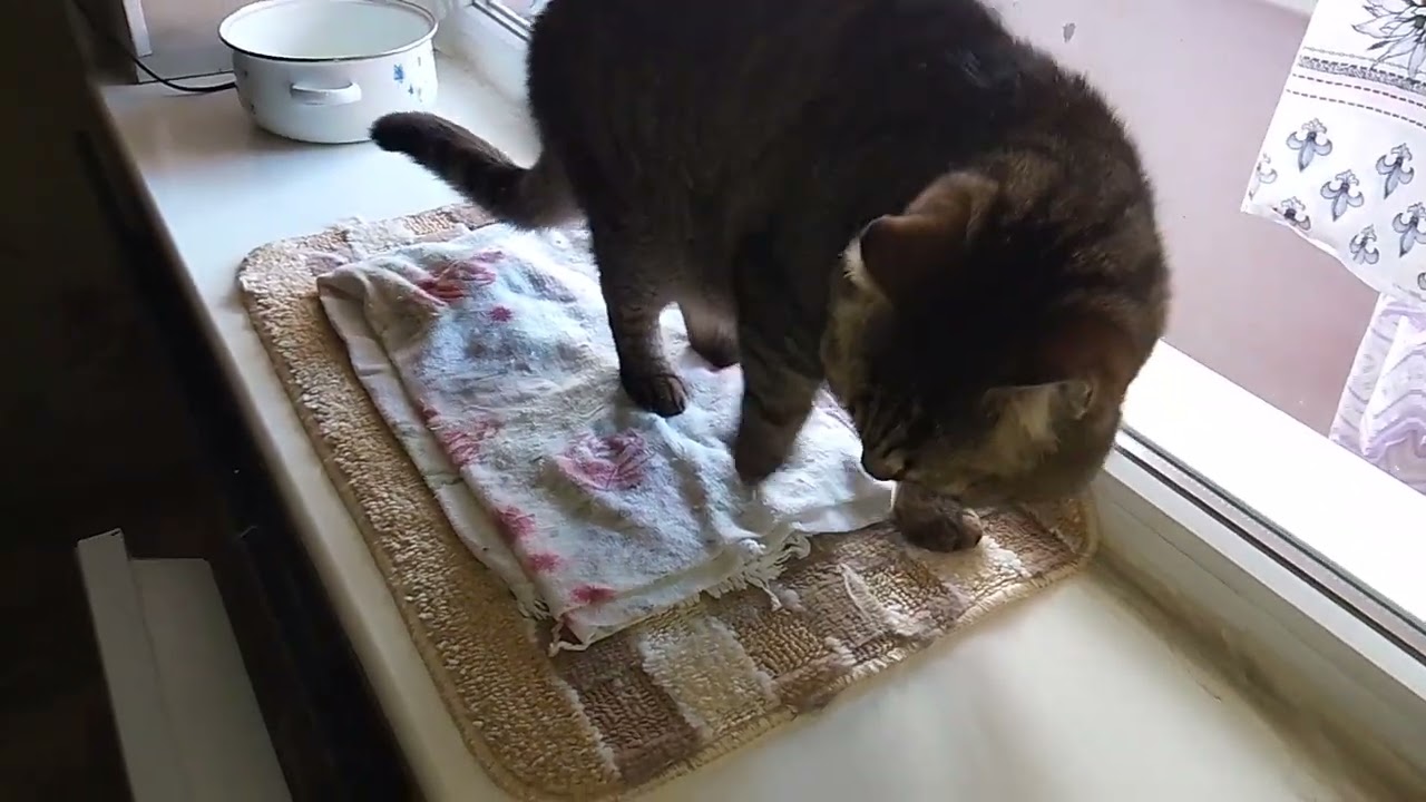 НАСТРОЕНИЕ ИГРИВОЕ😂❤️ВОТ ТАКОЕ НЕСКУЧНОЕ УТРО!😺🌞