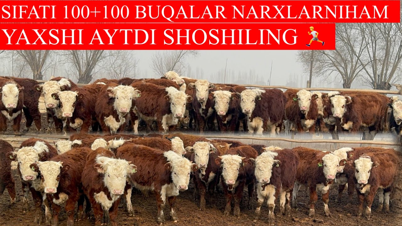 SIFATI 100+100 BUQALAR🐂🐂NARXLARNIHAM ZO’R AYTDI SHOSHILING 🏃🏃🏃🏃