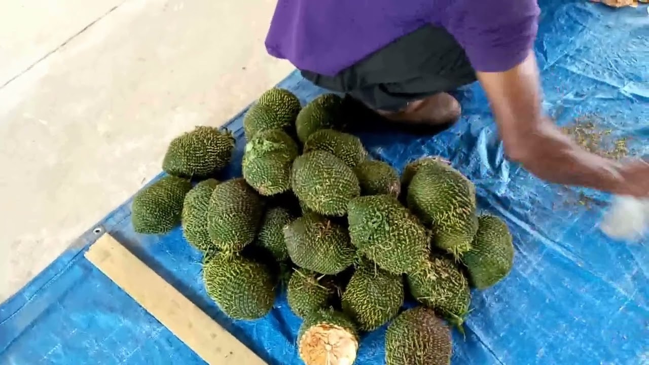 Klinki: From Seed to Timber | Inside Bulolo Plantation&rsquo;s Sustainable Forestry 🌳