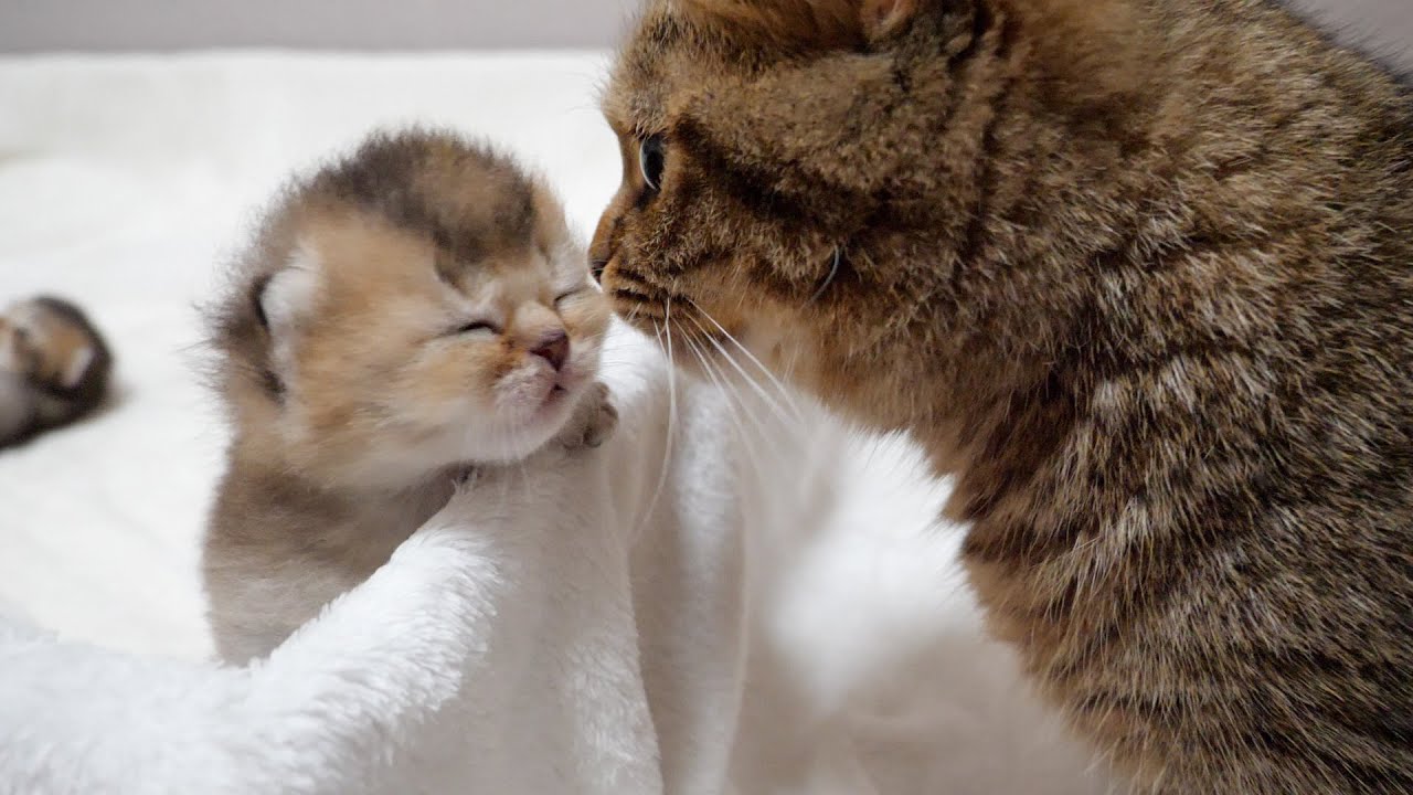 Mother cat trying to stop kitten from escaping from the birthing box