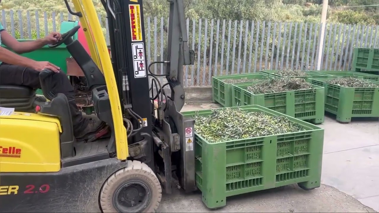 Olio Vulcano. L’ Extravergine di oliva Calabrese