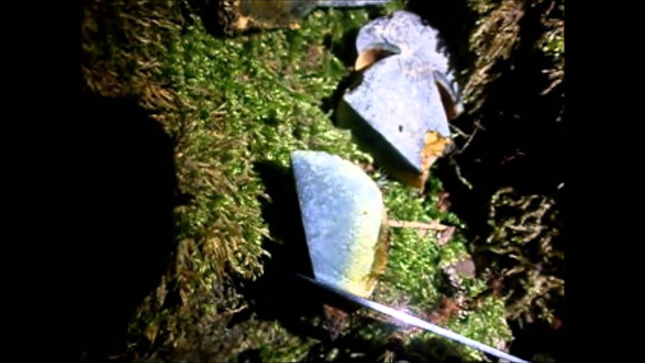 cutting boletus luridiformis