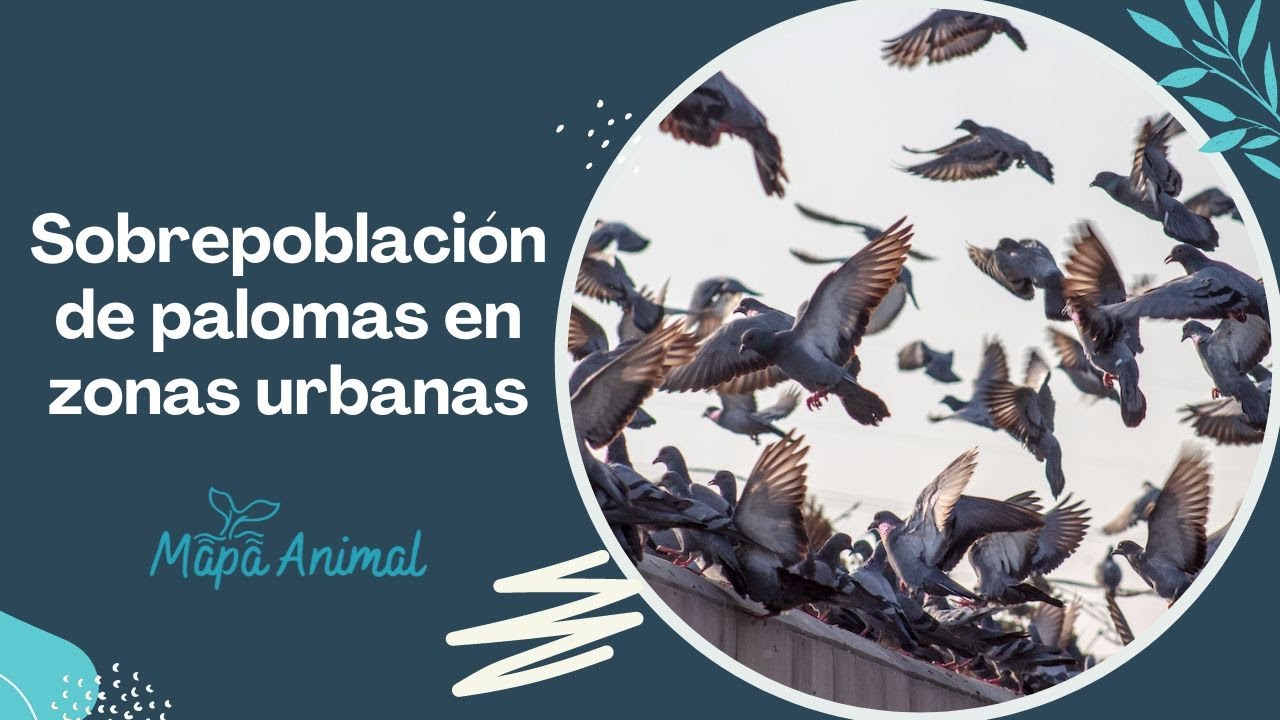 Hablemos sobre la SOBREPOBLACIÓN de PALOMAS en ZONAS URBANAS