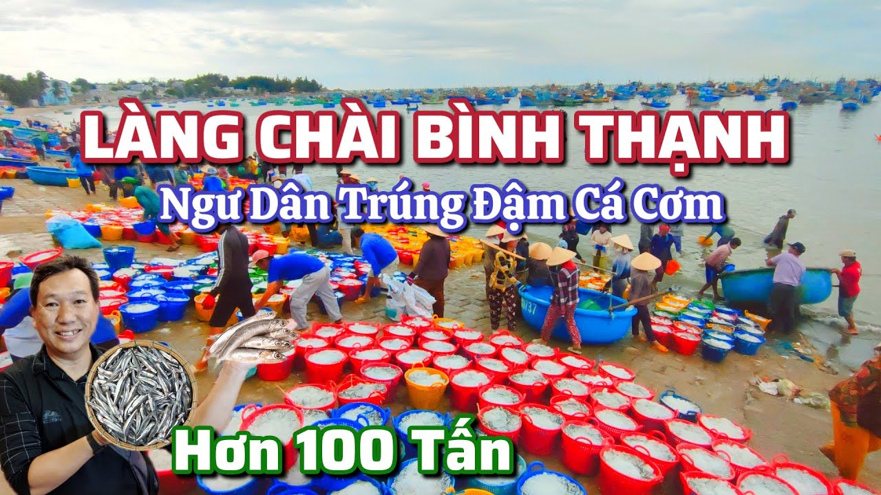 Làng Chài Bình Thạnh - Ngư Dân Trúng Đậm Hơn 100 Tấn Cá Cơm.