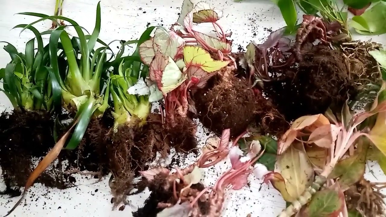 ÇİÇEKÇİDEN 5 LİRAYA ALDIĞIM REX BEGONYA, ANTORYUM, AGLONEMA