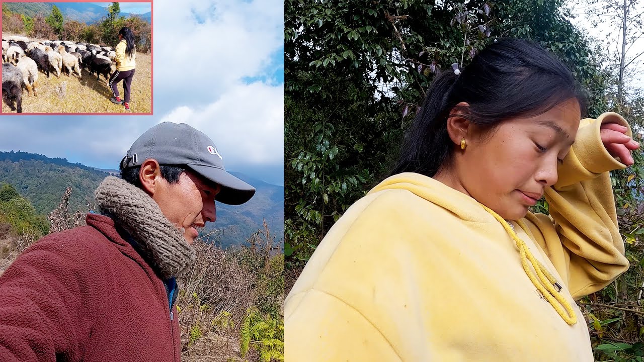manjita rai and somuhang rai in their sheep hut || Himalayan Nepal || shepherd life of Nepal ||