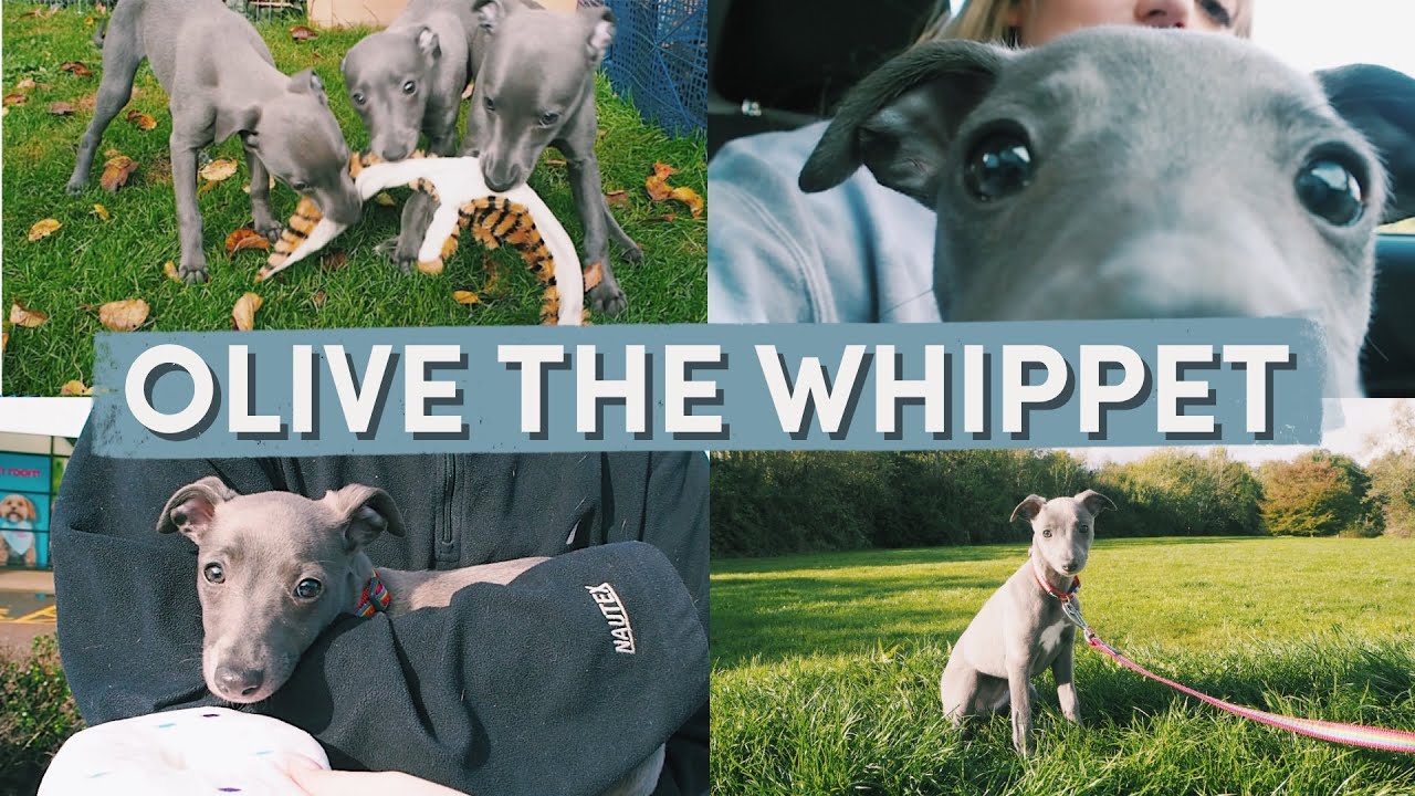 OLIVE THE WHIPPET PUPPY
