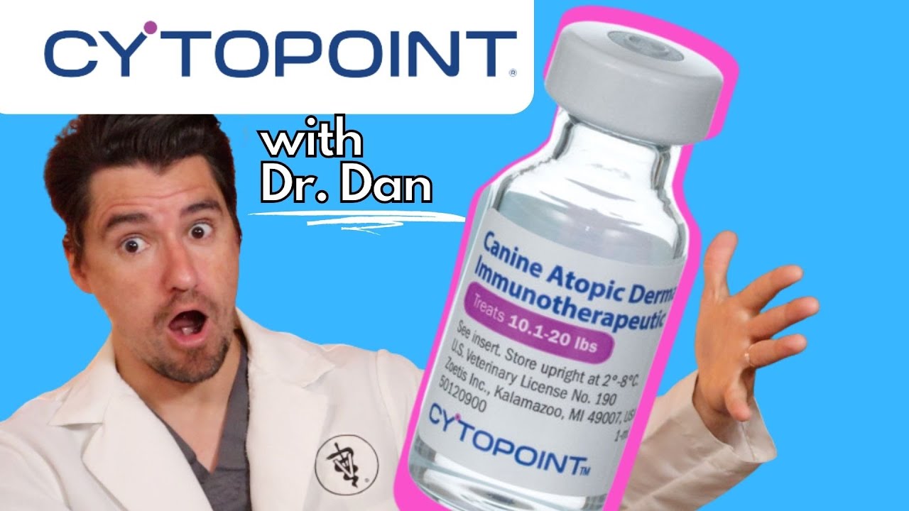 Cytopoint для собак! Как Cytopoint работает с доктором Дэном