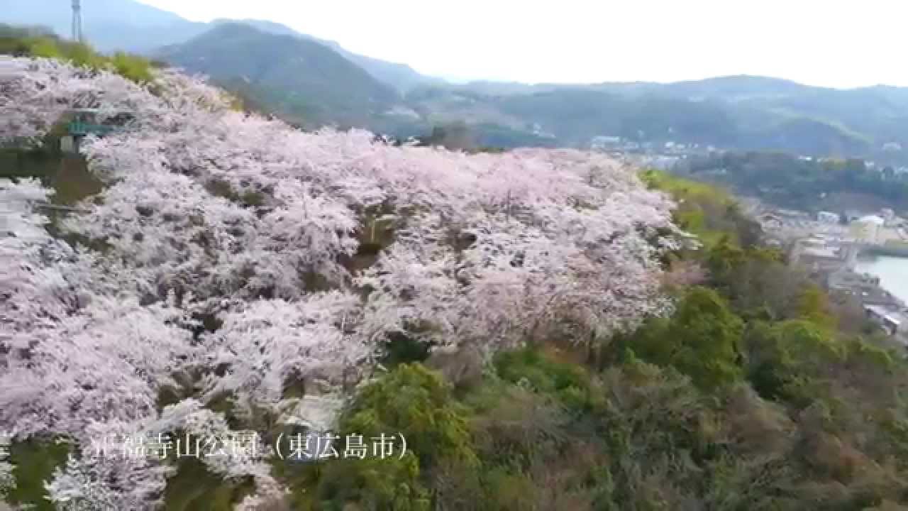 桜の名所　正福寺山公園（東広島市）