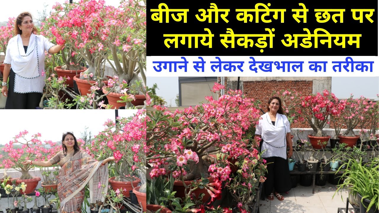 बिना डरे छत पर उगाओ अडेनियम 😍 गर्मी भर फूलों से भरी रहेगी छत, Adenium Tips & Tricks