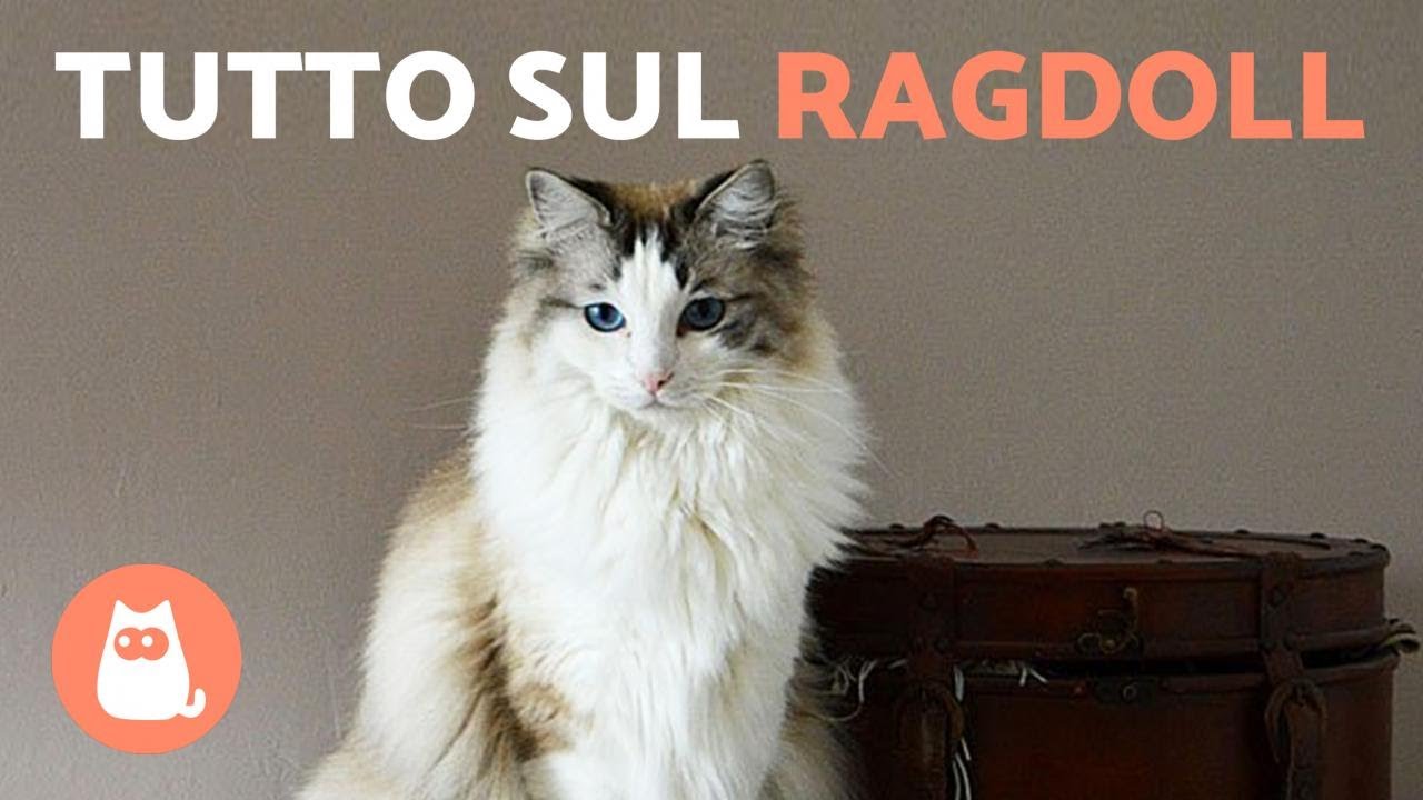 RAZZA di GATTO RAGDOLL 🐱 (Caratteristiche, Cura e Origine)
