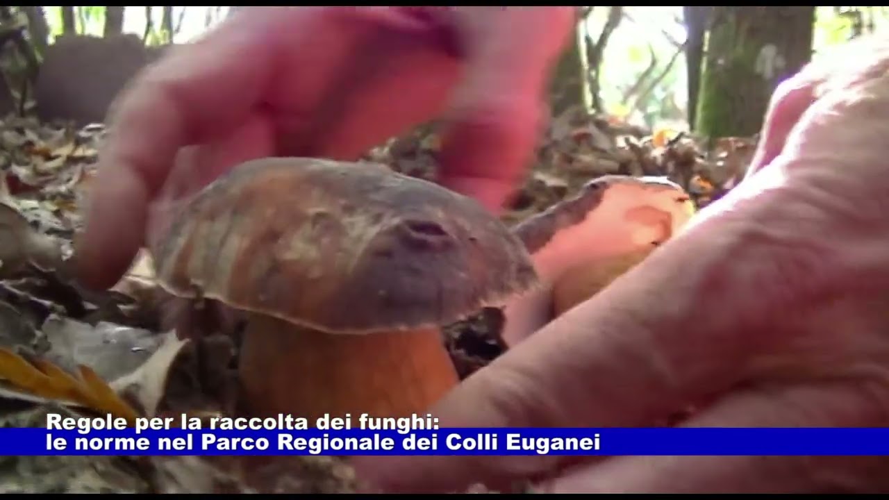 Regole per la raccolta dei funghi nel Parco Regionale dei Colli Euganei 02.11.2022