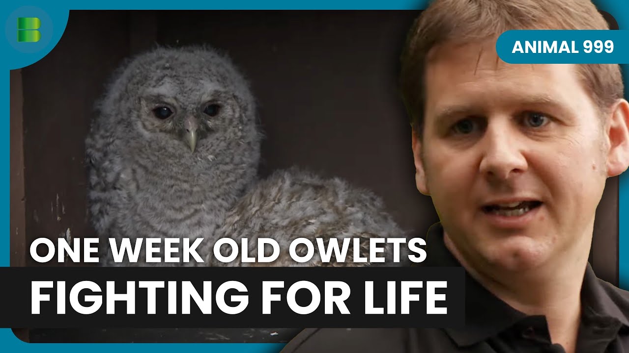 Tiny Owlets Rescued and Hand Reared by SPCA | Animal 999