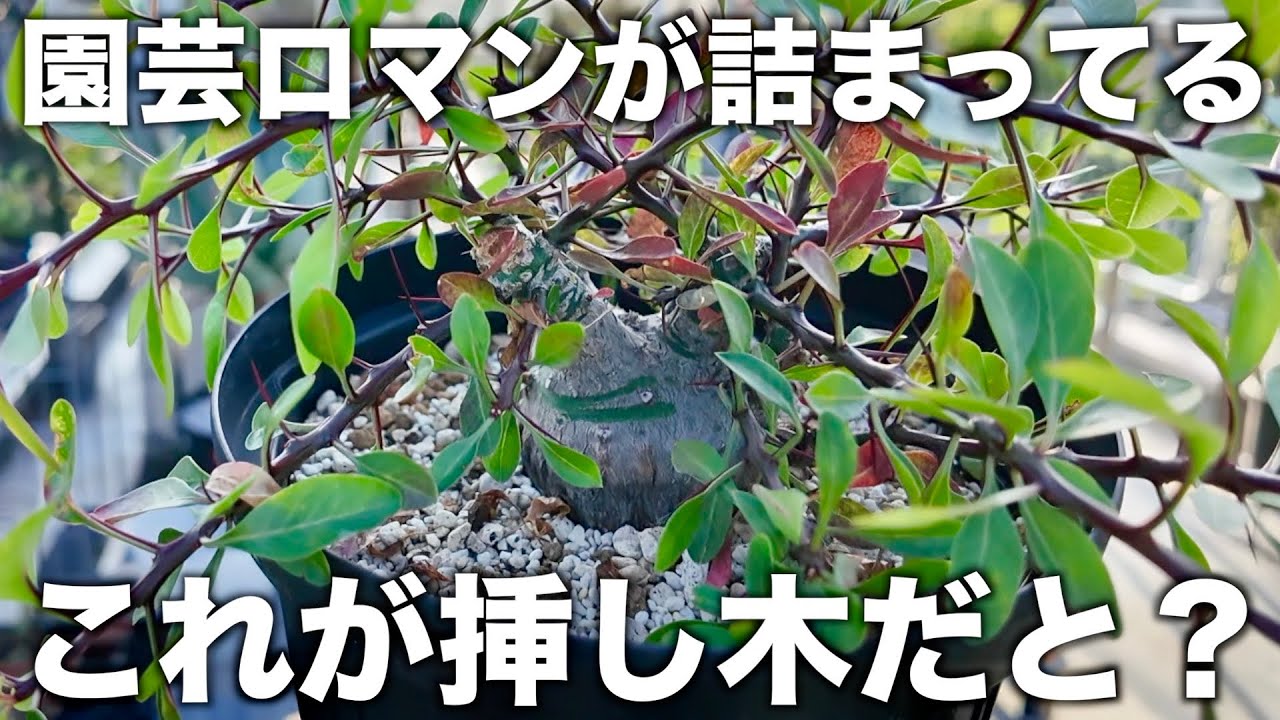 【塊根植物】BOBさんの挿し木、実生苗が最高に素晴らしい｜フォークイエリア｜BOBハウス