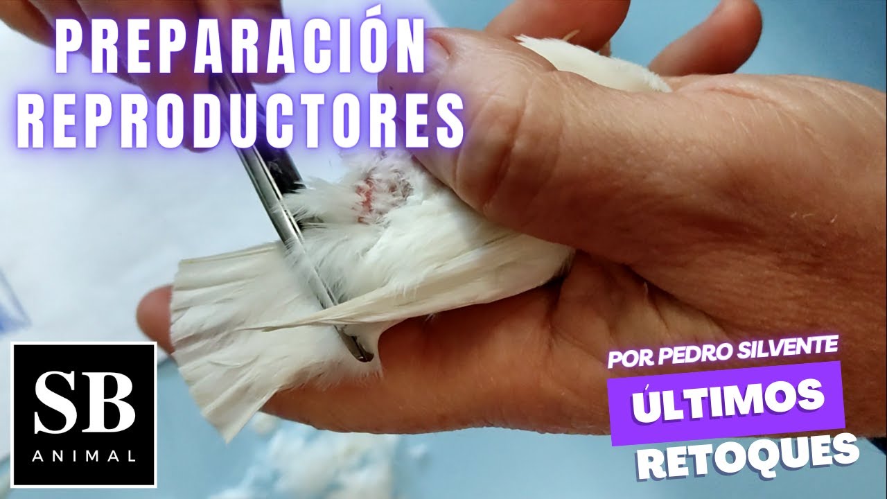 Preparación Reproductores y Últimos Retoques