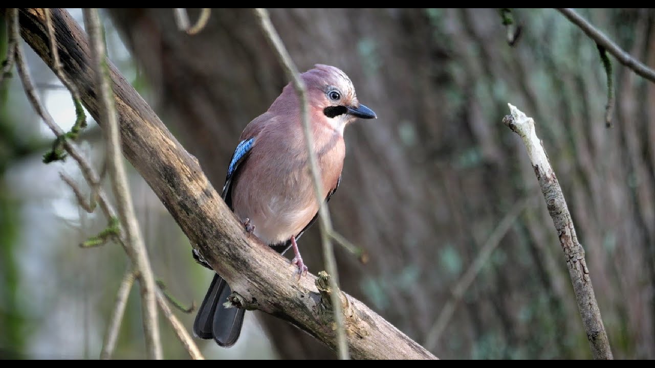 jay is for january