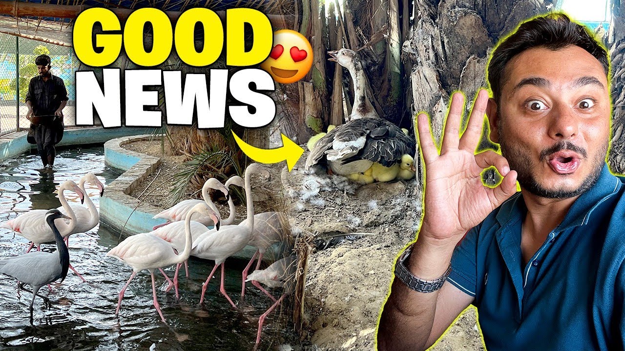 Good news agai 😍big ducks k ducklings nikal ae
