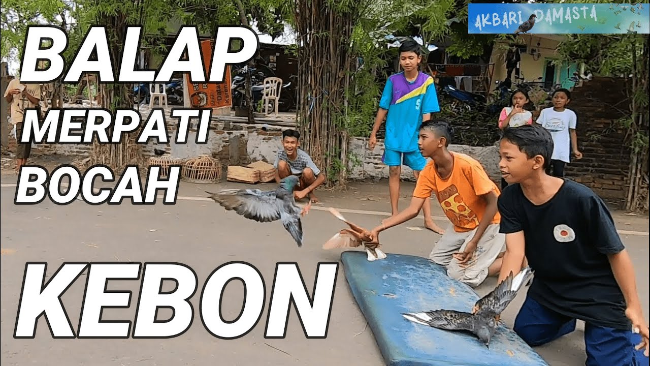 Drama Anak anak kebon balapan merpati || AKBARI DAMASTA