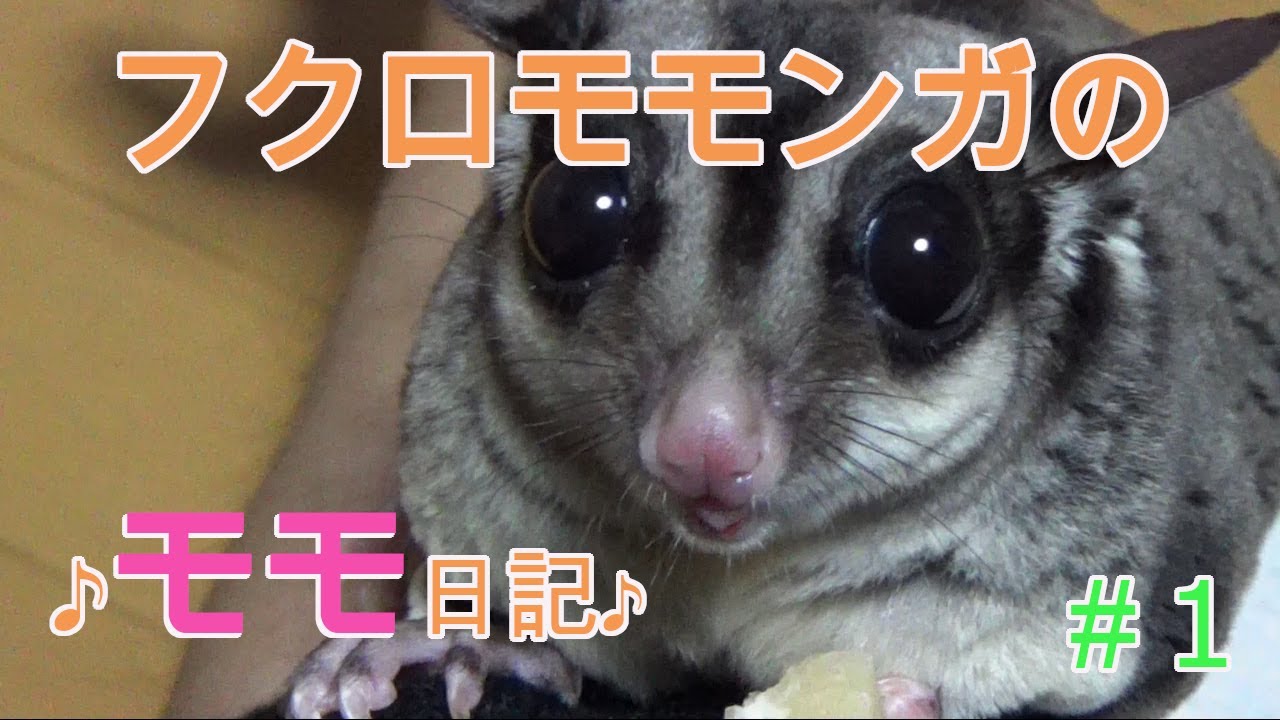【フクモモ】フクロモモンガのモモちゃん初めてのYouTubeデビュー!