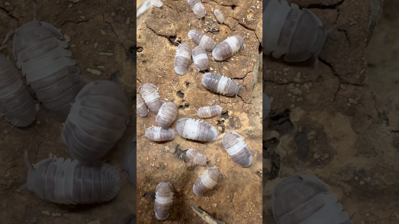 Cubaris sp. ‘Panda King’ — неприхотливый домашний изопод.