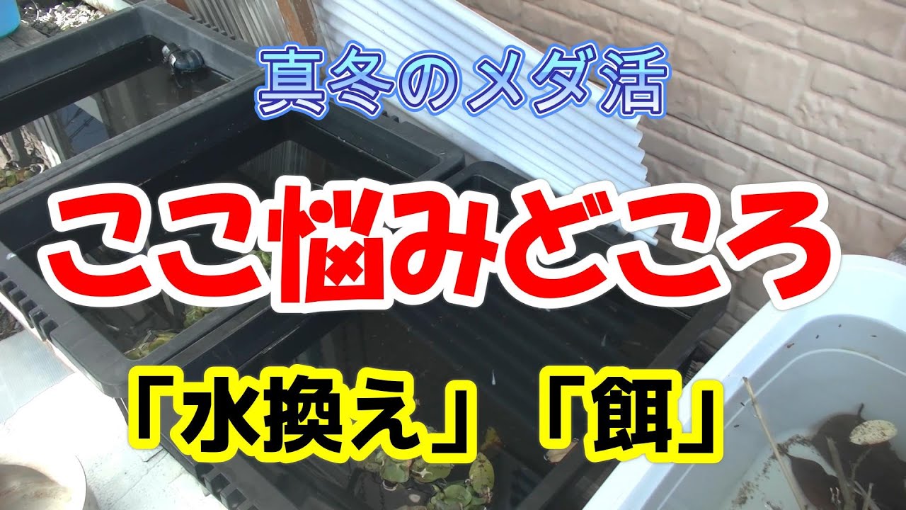 冬のメダ活！悩みませんか？水の管理や餌をどうするか？そして隠れ家