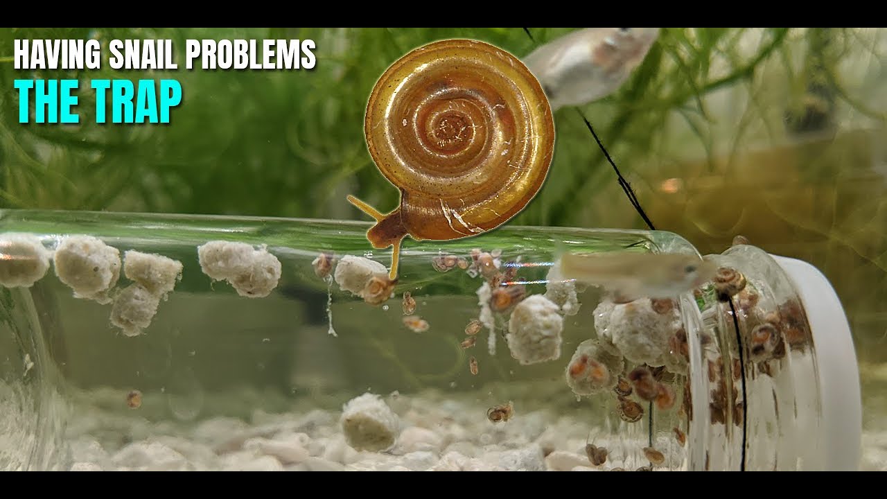 How to Build a Cheap & Easy Aquarium Snail Trap - Tutorial