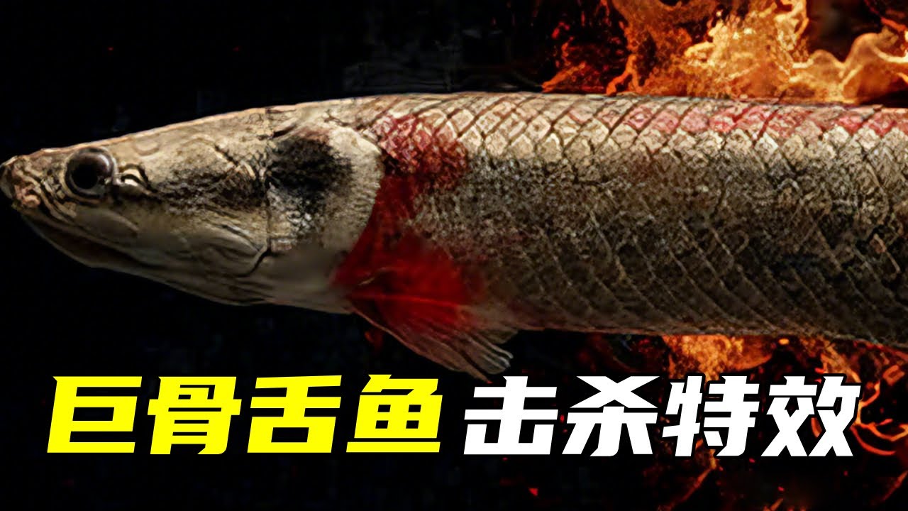 用小金鱼投喂巨骨舌鱼，测试是否有击杀特效，没想到效果让人大为震惊！【鲁伟学长】