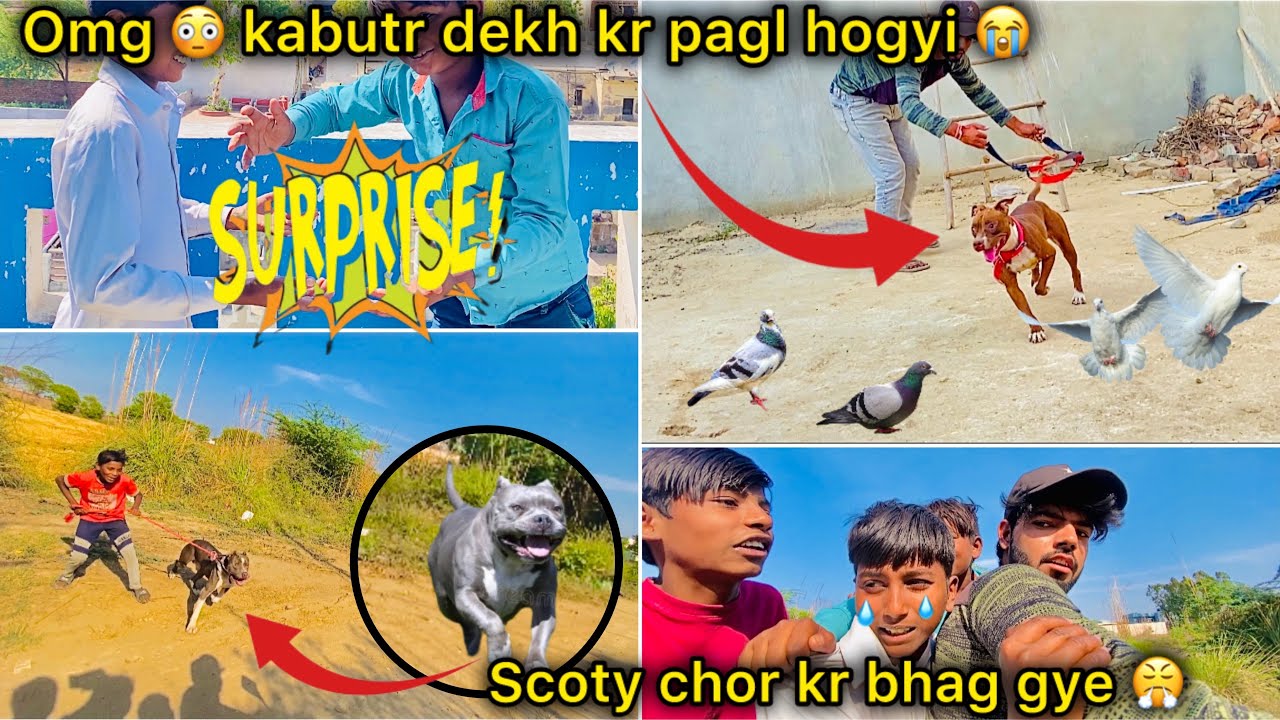 Roxy ( pitbull ) ne pakd liya kabutar 😤 ( Scooty k piche lg gya pitbull dog 😳