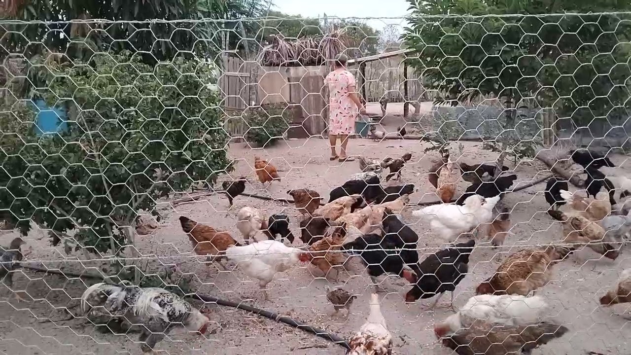 GALINHAS CAIPIRA TOMANDO O CAFÉ DA MANHÃ 