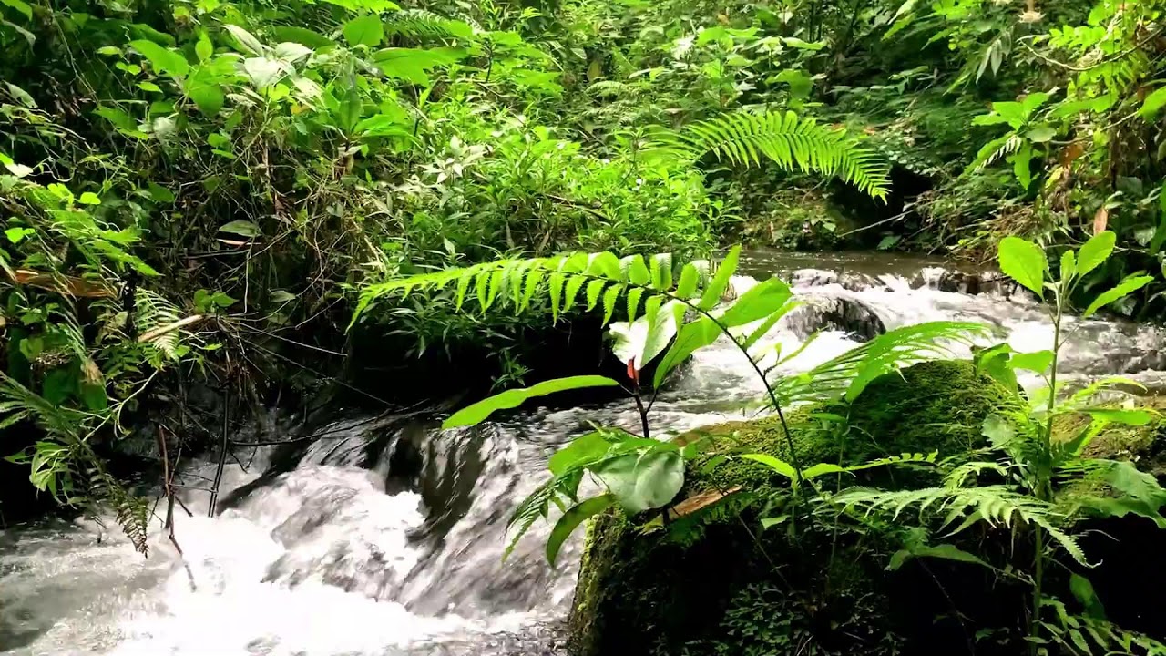 Forest Ambience Atmosphere for Falling Asleep Fast, Inner Peace