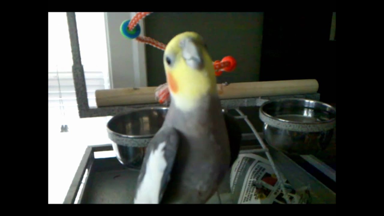 Cockatiel Talks - Kaicho's talks & whistle Super Mario Brothers