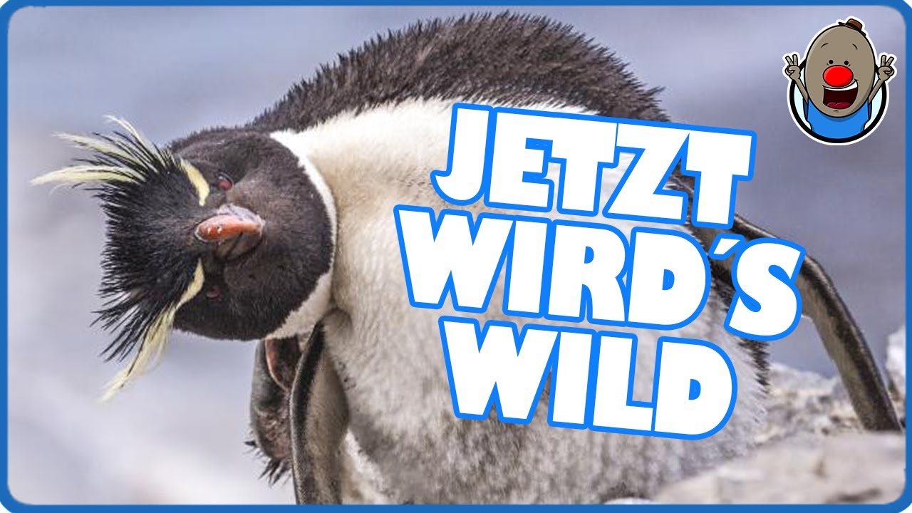 Wenn Tiere sprechen k&ouml;nnten 3 | Jetzt wird's wild