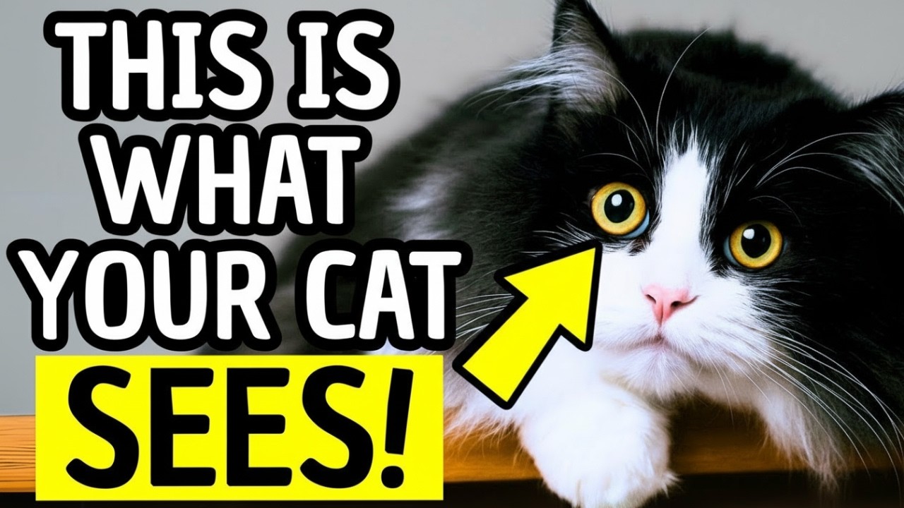 How Cats Really See Humans — Jaw-Dropping Secrets Every Pet Parent Must Know