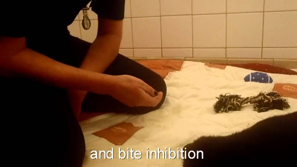 Cooperation behaviours